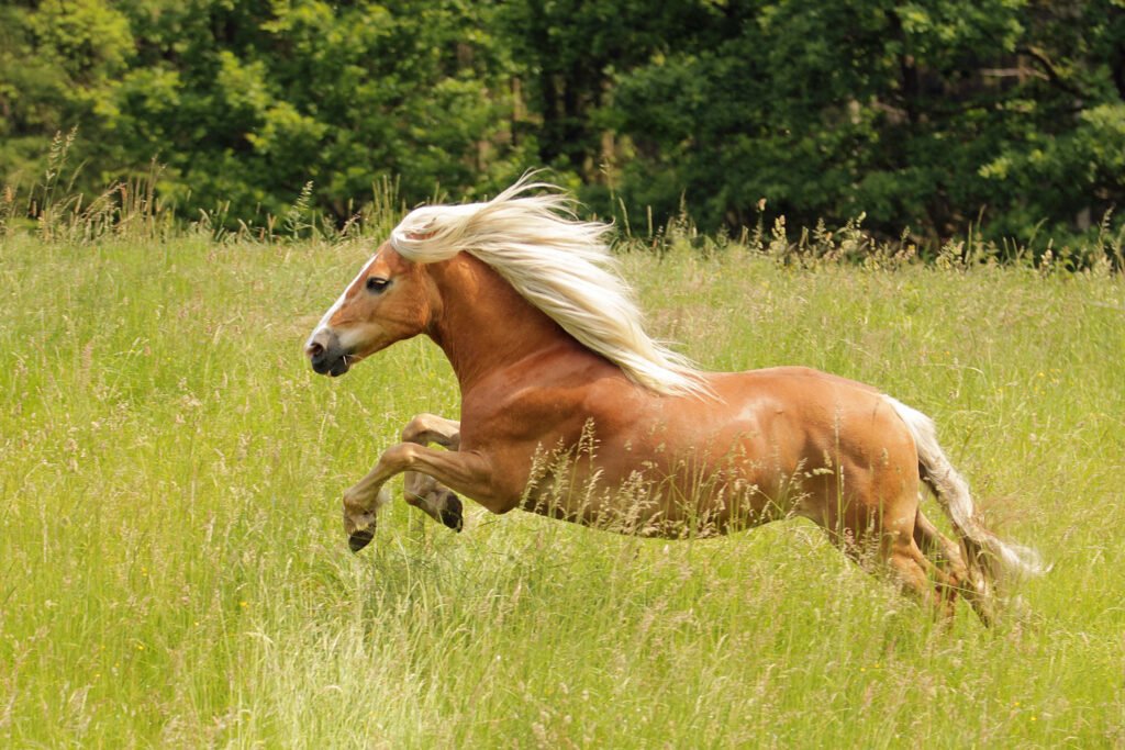 shire horse