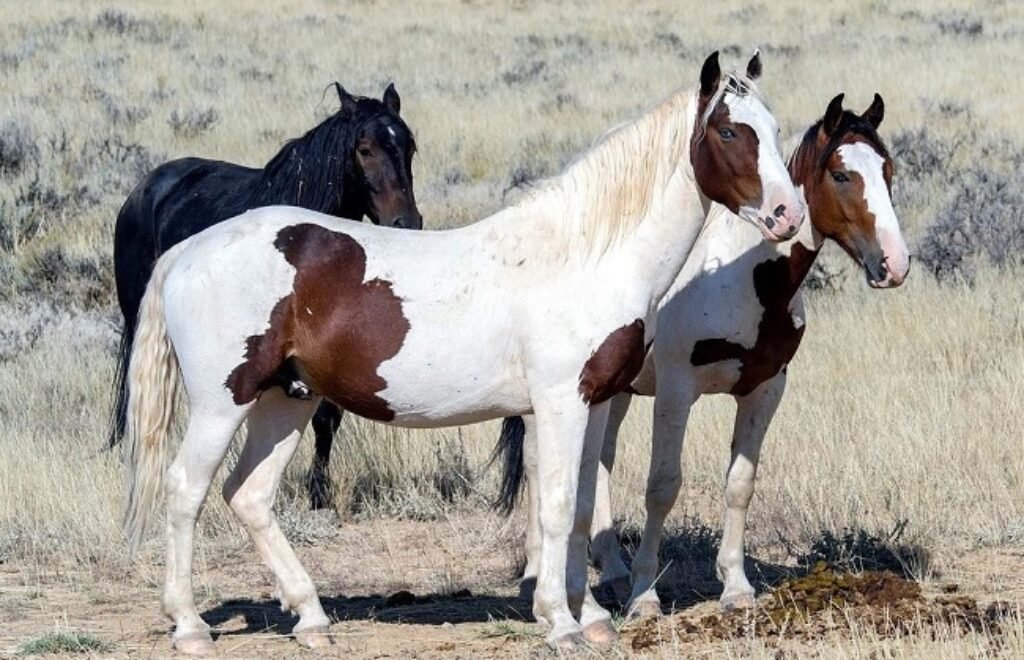 Mustang Horse