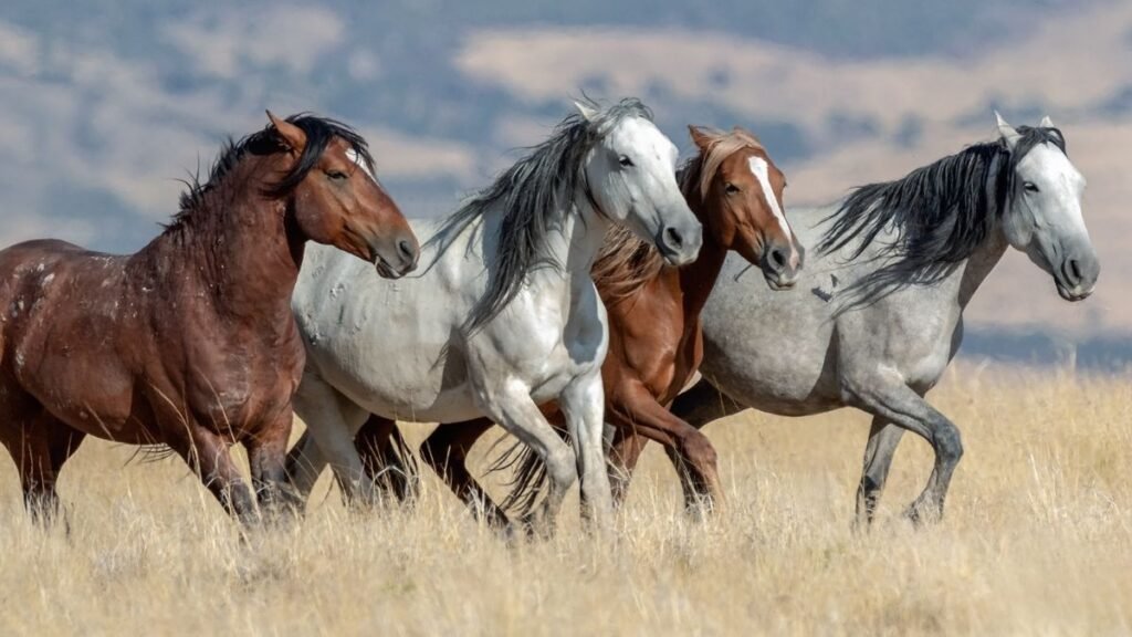 Mustang Horse